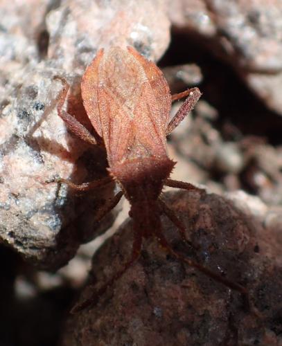 Coriomeris denticulatus